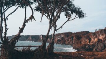 Pemandangan bukit sabana keemasan di Sumba Timur menjadi salah satu destinasi wisata berkelanjutan yang menawarkan ketenangan alam otentik.