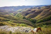 Pemandangan bukit sabana dan deretan rumah adat bergaya khas megalitikum di Pulau Sumba yang menawarkan ketenangan bagi para pelancong yang merindukan liburan berbasis kearifan lokal.