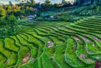Pemandangan megah tebing granit menjulang tinggi yang mengapit hamparan sawah hijau di kawasan Lembah Harau, Kabupaten Limapuluh Kota, Sumatera Barat.
