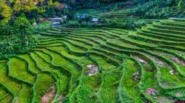 Pemandangan megah tebing granit menjulang tinggi yang mengapit hamparan sawah hijau di kawasan Lembah Harau, Kabupaten Limapuluh Kota, Sumatera Barat.