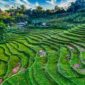 Pemandangan megah tebing granit menjulang tinggi yang mengapit hamparan sawah hijau di kawasan Lembah Harau, Kabupaten Limapuluh Kota, Sumatera Barat.