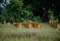 Rombongan keluarga menikmati pemandangan alam dan kecantikan sabana Bekol di Taman Nasional Baluran, Banyuwangi, yang menyajikan pengalaman wisata edukatif alami.