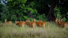 Rombongan keluarga menikmati pemandangan alam dan kecantikan sabana Bekol di Taman Nasional Baluran, Banyuwangi, yang menyajikan pengalaman wisata edukatif alami.