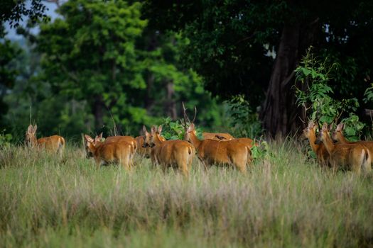 Rombongan keluarga menikmati pemandangan alam dan kecantikan sabana Bekol di Taman Nasional Baluran, Banyuwangi, yang menyajikan pengalaman wisata edukatif alami.