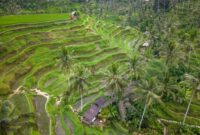 Pemandangan pematang sawah bertingkat di kawasan pedesaan Indonesia yang menawarkan kedamaian alam dan kehangatan tradisi lokal bagi para wisatawan.