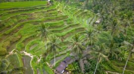 Pemandangan pematang sawah bertingkat di kawasan pedesaan Indonesia yang menawarkan kedamaian alam dan kehangatan tradisi lokal bagi para wisatawan.