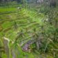 Pemandangan pematang sawah bertingkat di kawasan pedesaan Indonesia yang menawarkan kedamaian alam dan kehangatan tradisi lokal bagi para wisatawan.