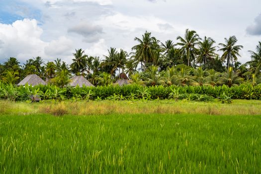 Pemandangan perbukitan sabana dan lanskap alam di Nusa Tenggara Timur yang kini menjadi tujuan favorit wisatawan berbasis ramah lingkungan.