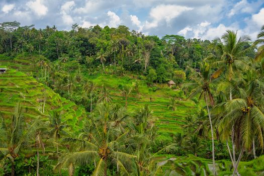 Seorang pelancong menikmati suasana tenang sembari berinteraksi dengan warga lokal di kawasan pedesaan Sumba, Nusa Tenggara Timur. Pendekatan wisata regeneratif kini menjadi pilihan populer bagi wisatawan yang menginginkan pengalaman liburan berdampak positif.