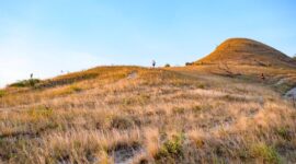 Pemandangan bukit sabana yang memukau di Pulau Sumba menjadi salah satu latar tempat ideal untuk menerapkan konsep perjalanan lambat yang menenangkan pikiran.