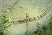 Sebuah keluarga menikmati suasana pagi yang sejuk sembari berjalan santai di antara hamparan hijau perdesaan. Aktivitas sederhana ini menjadi sarana efektif untuk mengenalkan anak pada keindahan alam sekaligus merekatkan kehangatan antaranggota keluarga.