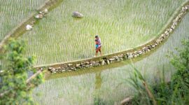 Sebuah keluarga menikmati suasana pagi yang sejuk sembari berjalan santai di antara hamparan hijau perdesaan. Aktivitas sederhana ini menjadi sarana efektif untuk mengenalkan anak pada keindahan alam sekaligus merekatkan kehangatan antaranggota keluarga.