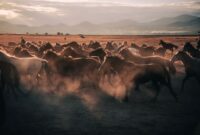Pemandangan padang savana keemasan di Sumba Timur tempat kawanan kuda lokal hidup bebas di alam liar.