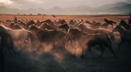 Pemandangan padang savana keemasan di Sumba Timur tempat kawanan kuda lokal hidup bebas di alam liar.