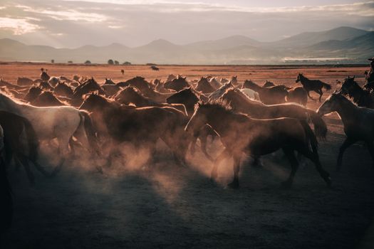 Pemandangan padang savana keemasan di Sumba Timur tempat kawanan kuda lokal hidup bebas di alam liar.