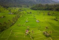 Hamparan sawah bertingkat yang hijau di kawasan desa wisata menjadi destinasi ideal bagi para pelancong yang ingin menikmati keheningan alam melalui tren *slow travel*.