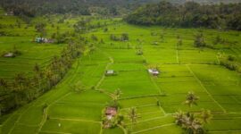 Hamparan sawah bertingkat yang hijau di kawasan desa wisata menjadi destinasi ideal bagi para pelancong yang ingin menikmati keheningan alam melalui tren *slow travel*.