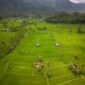 Hamparan sawah bertingkat yang hijau di kawasan desa wisata menjadi destinasi ideal bagi para pelancong yang ingin menikmati keheningan alam melalui tren *slow travel*.