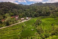 Pemandangan terasering sawah yang diselimuti kabut tipis di pagi hari memberikan suasana tenang yang cocok untuk melepas penat dari kesibukan kota.