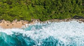 Deretan pohon kaboa khas Leuweung Sancang yang berdiri kokoh menghadap Samudra Hindia, menciptakan lanskap hutan purba pesisir yang magis di selatan Garut.
