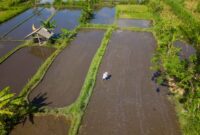 Seorang pelancong sedang menikmati suasana tenang di perkebunan desa sembari berinteraksi langsung dengan warga lokal yang mengolah hasil bumi secara tradisional.