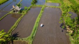 Seorang pelancong sedang menikmati suasana tenang di perkebunan desa sembari berinteraksi langsung dengan warga lokal yang mengolah hasil bumi secara tradisional.
