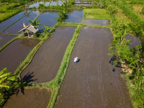 Seorang pelancong sedang menikmati suasana tenang di perkebunan desa sembari berinteraksi langsung dengan warga lokal yang mengolah hasil bumi secara tradisional.