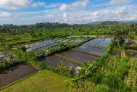 Wisatawan menikmati suasana tenang di sebuah desa adat pedesaan Indonesia, di mana konsep pariwisata berkelanjutan memberikan dampak langsung pada perekonomian masyarakat lokal.