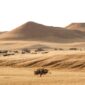 Pemandangan perbukitan sabana Sumba saat matahari terbenam menyajikan panorama alam khas Nusa Tenggara Timur yang memikat para pelancong.