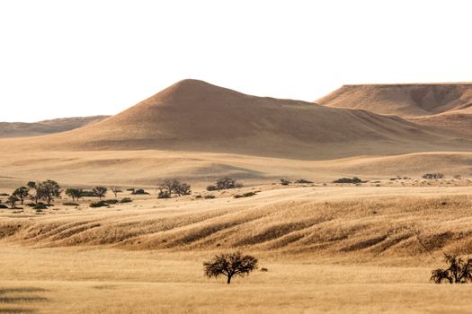 Pemandangan perbukitan sabana Sumba saat matahari terbenam menyajikan panorama alam khas Nusa Tenggara Timur yang memikat para pelancong.