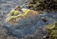 Warga lokal dan wisatawan bekerja sama dalam kegiatan transplantasi terumbu karang di kawasan pesisir Indonesia sebagai bentuk penerapan konsep wisata berkelanjutan berbasis masyarakat.