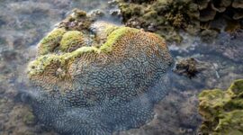 Warga lokal dan wisatawan bekerja sama dalam kegiatan transplantasi terumbu karang di kawasan pesisir Indonesia sebagai bentuk penerapan konsep wisata berkelanjutan berbasis masyarakat.