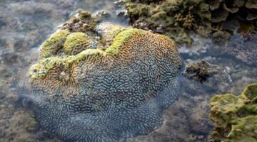 Warga lokal dan wisatawan bekerja sama dalam kegiatan transplantasi terumbu karang di kawasan pesisir Indonesia sebagai bentuk penerapan konsep wisata berkelanjutan berbasis masyarakat.