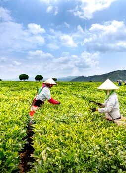 Menjelajah Desa Wisata Pegunungan Pilihan Terbaik Liburan Edukasi Keluarga Bebas Gawai