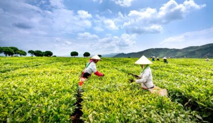 Menjelajah Desa Wisata Pegunungan Pilihan Terbaik Liburan Edukasi Keluarga Bebas Gawai