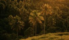 Hamparan bukit hijau nan asri di Sumba menawarkan pemandangan alam spektakuler yang menjadi destinasi petualangan favorit para penikmat wisata alam terbuka.