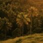 Hamparan bukit hijau nan asri di Sumba menawarkan pemandangan alam spektakuler yang menjadi destinasi petualangan favorit para penikmat wisata alam terbuka.