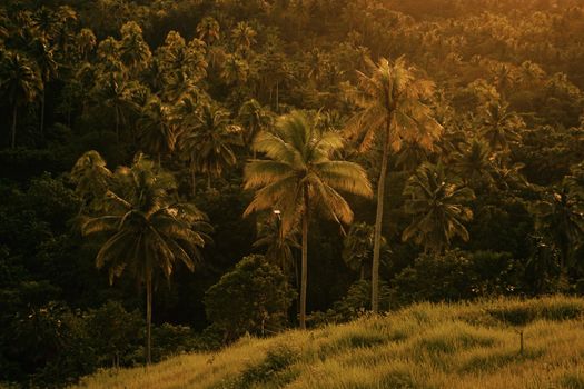 Hamparan bukit hijau nan asri di Sumba menawarkan pemandangan alam spektakuler yang menjadi destinasi petualangan favorit para penikmat wisata alam terbuka.