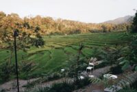 Hamparan pematang sawah hijau yang membentang luas di bawah megahnya tebing batu kapur raksasa Lembah Harau, Kabupaten Lima Puluh Kota, Sumatera Barat.