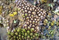Struktur terumbu karang Biorock di perairan Pemuteran, Bali Utara, yang menjadi rumah baru bagi keanekaragaman hayati bawah laut hasil konservasi warga setempat.