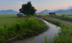 Menyatu dengan Alam dan Tradisi: Pesona Ekowisata Berkelanjutan di Sabana Sumba Barat