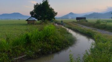 Deretan rumah adat Uma Bokulu di Kampung Adat Prai Ijing, Sumba Barat, berdiri anggun di antara pepohonan hijau dan perbukitan sabana yang menawarkan ketenangan alami bagi para wisatawan.