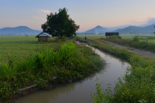 Deretan rumah adat Uma Bokulu di Kampung Adat Prai Ijing, Sumba Barat, berdiri anggun di antara pepohonan hijau dan perbukitan sabana yang menawarkan ketenangan alami bagi para wisatawan.