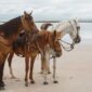 Seekor kuda lokal berdiri anggun di atas perbukitan savana keemasan Sumba Barat Daya dengan latar pemandangan pantai pesisir dan langit senja yang memukau.