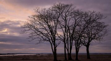 Deretan pohon bakau unik di Pantai Walakiri, Sumba Timur, membingkai pemandangan matahari terbenam dengan lanskap siluet yang memesona para pelancong.