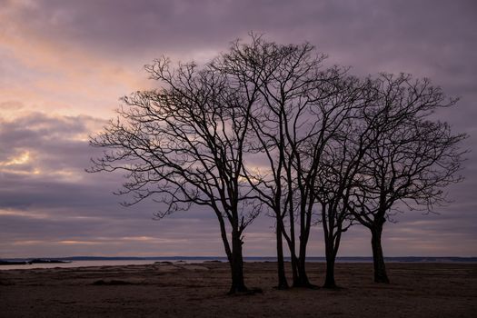 Deretan pohon bakau unik di Pantai Walakiri, Sumba Timur, membingkai pemandangan matahari terbenam dengan lanskap siluet yang memesona para pelancong.