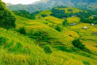 Pemandangan hamparan sawah bertingkat dan perbukitan hijau yang asri di Desa Wisata Tetebatu, Lombok Timur, menjadi daya tarik utama bagi wisatawan penikmat ketenangan alam.