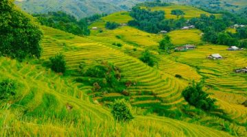 Pemandangan hamparan sawah bertingkat dan perbukitan hijau yang asri di Desa Wisata Tetebatu, Lombok Timur, menjadi daya tarik utama bagi wisatawan penikmat ketenangan alam.
