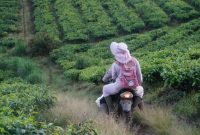 Pemandangan membentang hamparan Kebun Teh Nglinggo di perbukitan Menoreh, Kulon Progo, yang menjadi lokasi favorit keluarga untuk berjalan santai menikmati udara segar pegunungan.