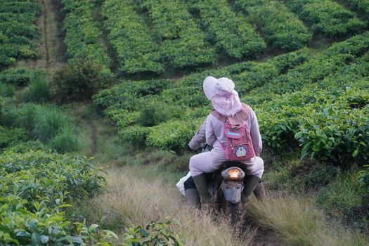 Pemandangan membentang hamparan Kebun Teh Nglinggo di perbukitan Menoreh, Kulon Progo, yang menjadi lokasi favorit keluarga untuk berjalan santai menikmati udara segar pegunungan.